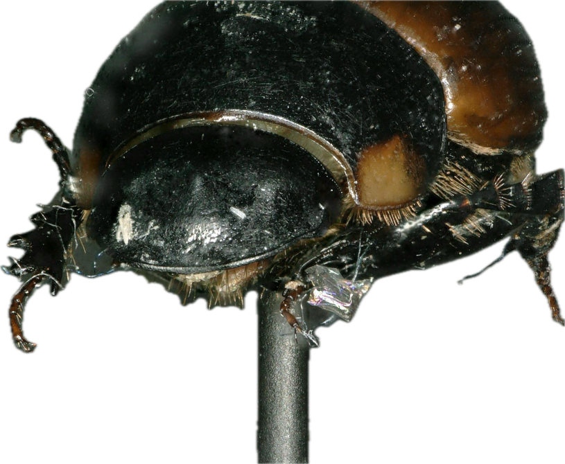 Join the Dung Beetle Hunt | La Brea Tar Pits